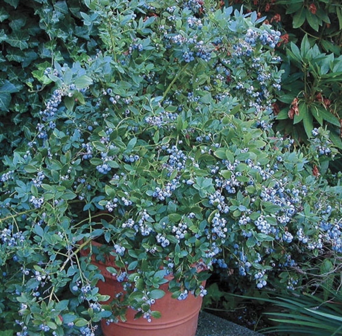 Blueberry &#39;Sunshine Blue&#39; - 19cm