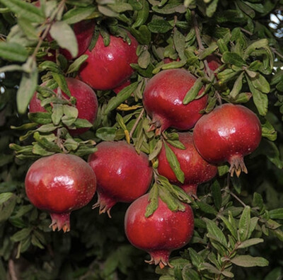 Pomegranate 'Wonderful' - 1g