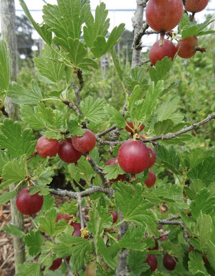 Gooseberry &#39;Hinnomaki Red&#39; - 1 gal