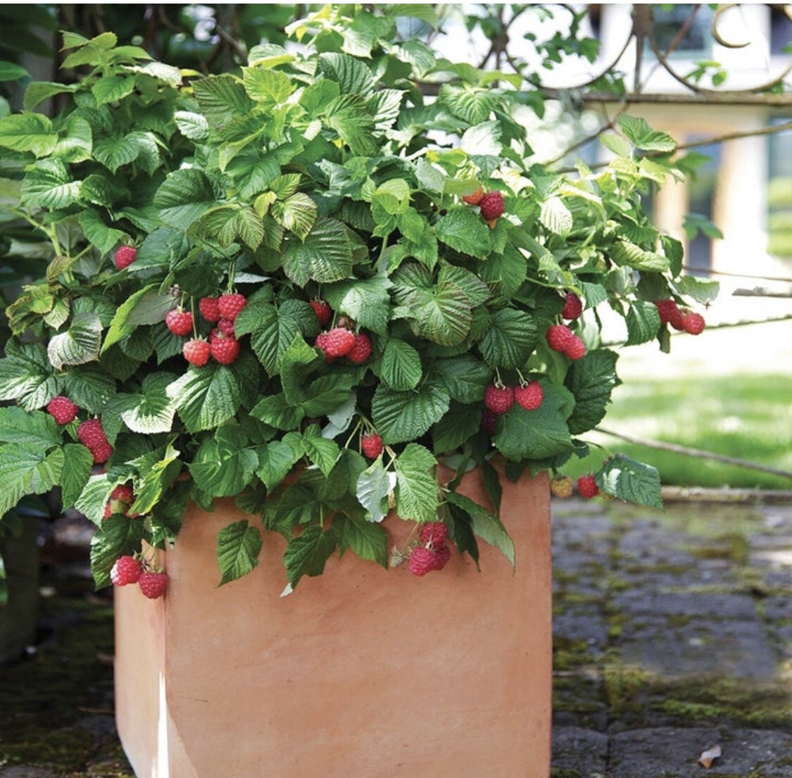 Raspberry &#39;Shortcake&#39; - 1g