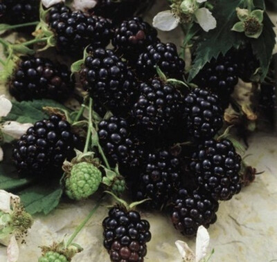 Blackberry &#39;Chester&#39; - 1g