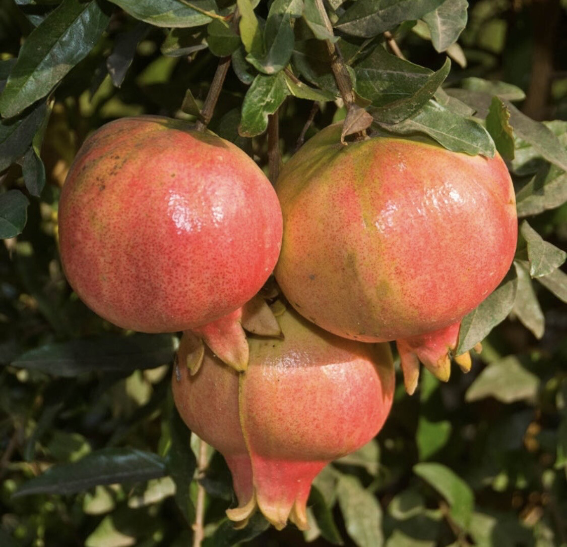 Pomegranate &#39;Ambrosia&#39; - 5 gal