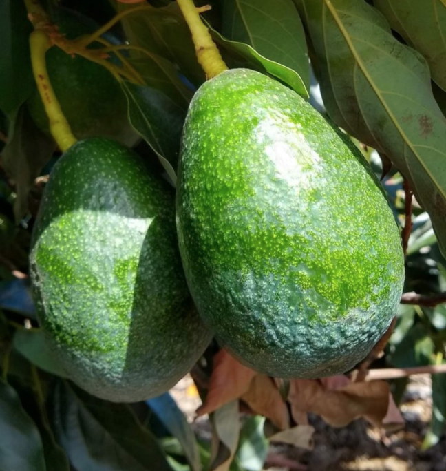 Avocado &#39;Bacon&#39; - 5 gal