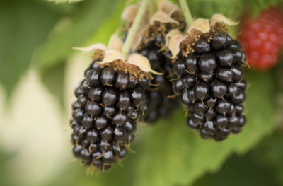 Blackberry &#39;Marion Berry&#39; - 1g