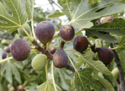 Fig 'Violette de Bourdeaux' - 1g