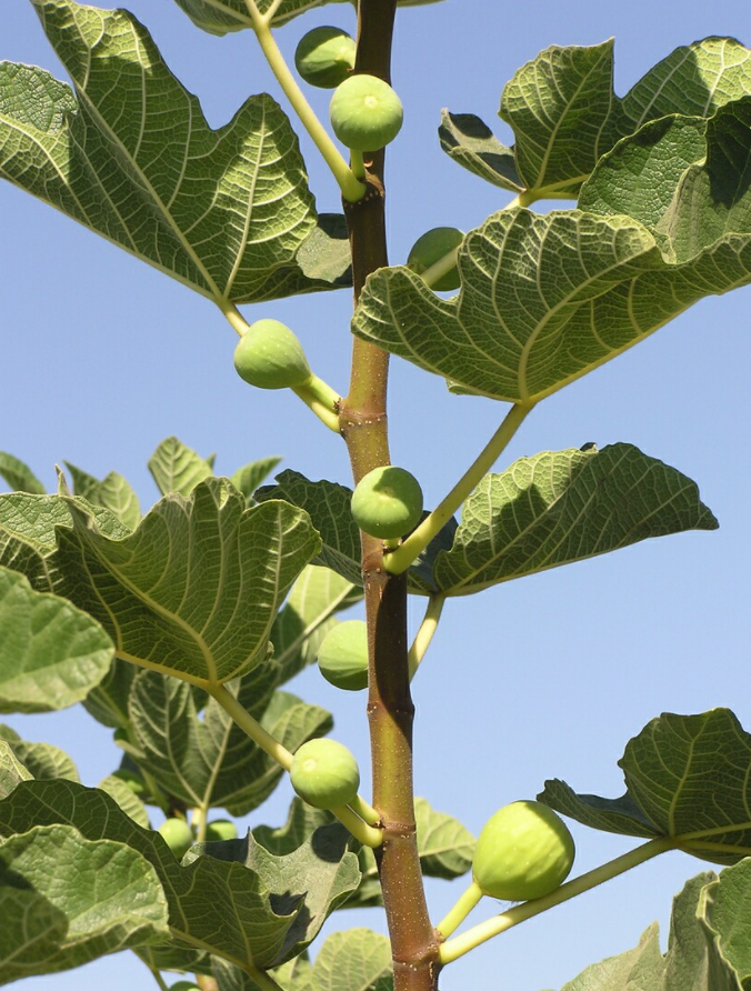 Fig &#39;Janice Seedless Kadota&#39; - 5g