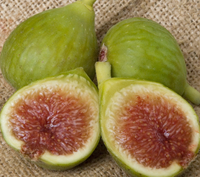 Fig &#39;Janice Seedless Kadota&#39; - 1g