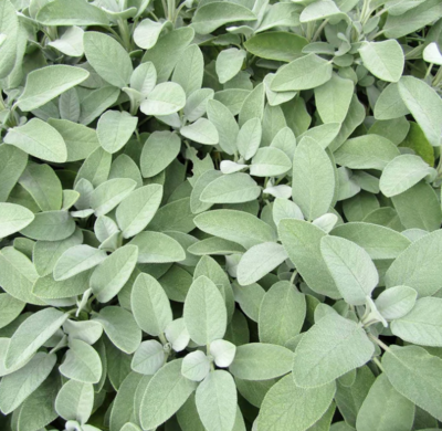 Sage &#39;Berggarten&#39; - 4&quot;