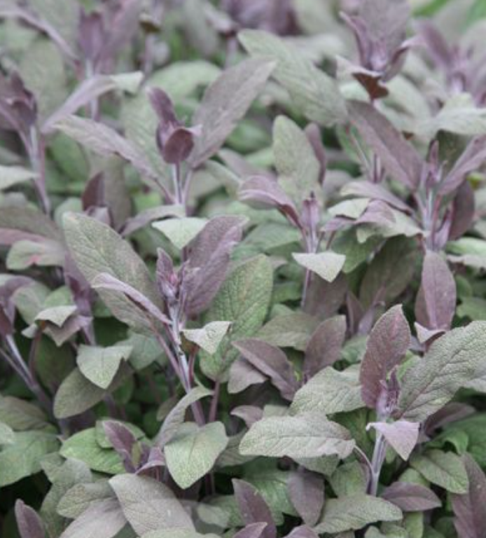 Sage Purple