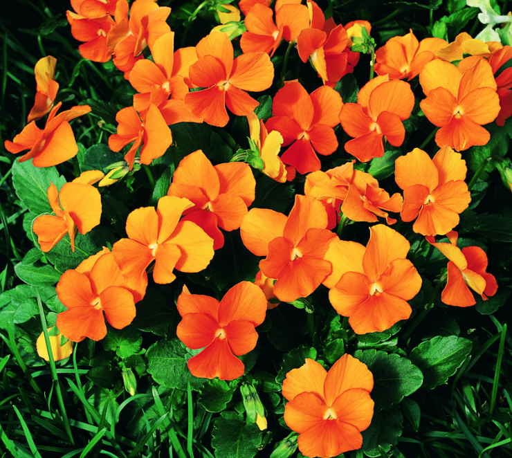Viola &#39;Penny Orange&#39; 