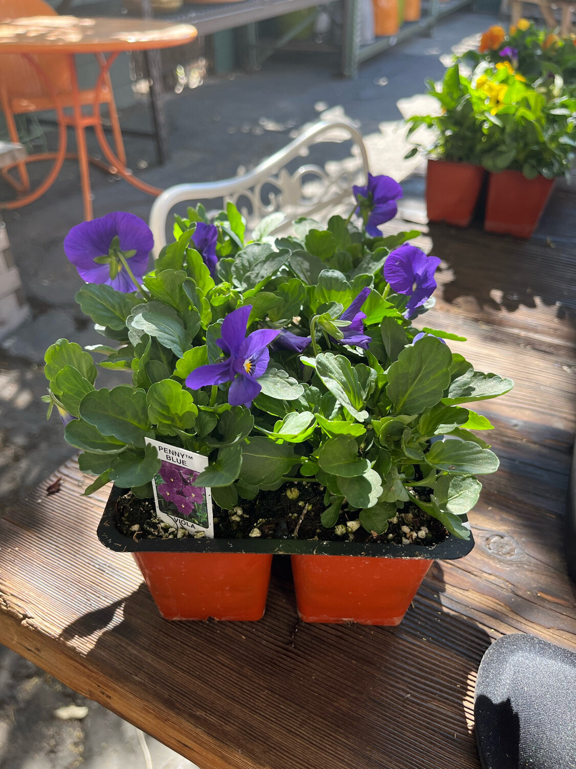Viola &#39;Penny Blue&#39; - 6pk