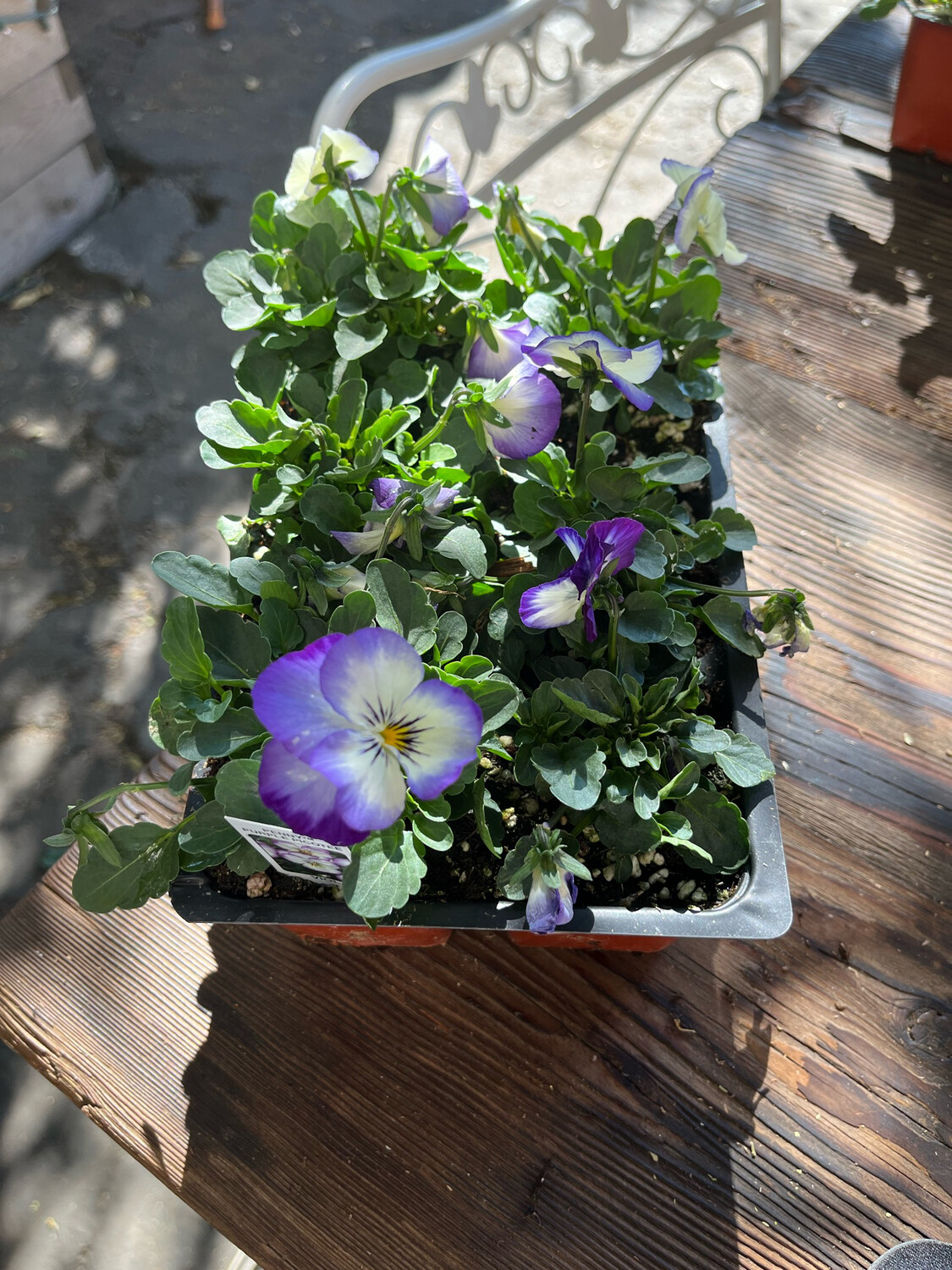 Viola &#39;Penny Purple Picotee&#39; - 6 pk