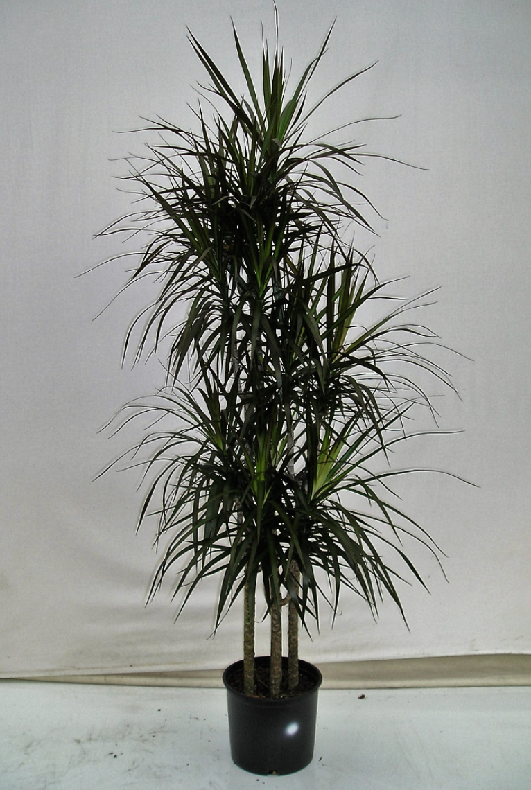 Dracaena Marginata - 10&quot;