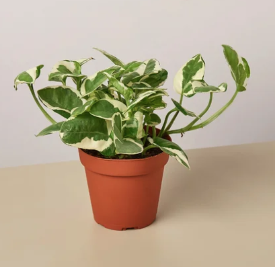 Pothos N&#39; Joy - 4&quot;