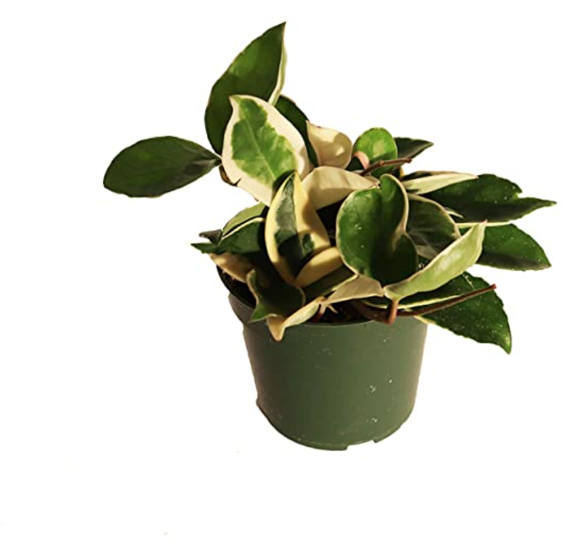 Hoya Tricolor - 4&quot;