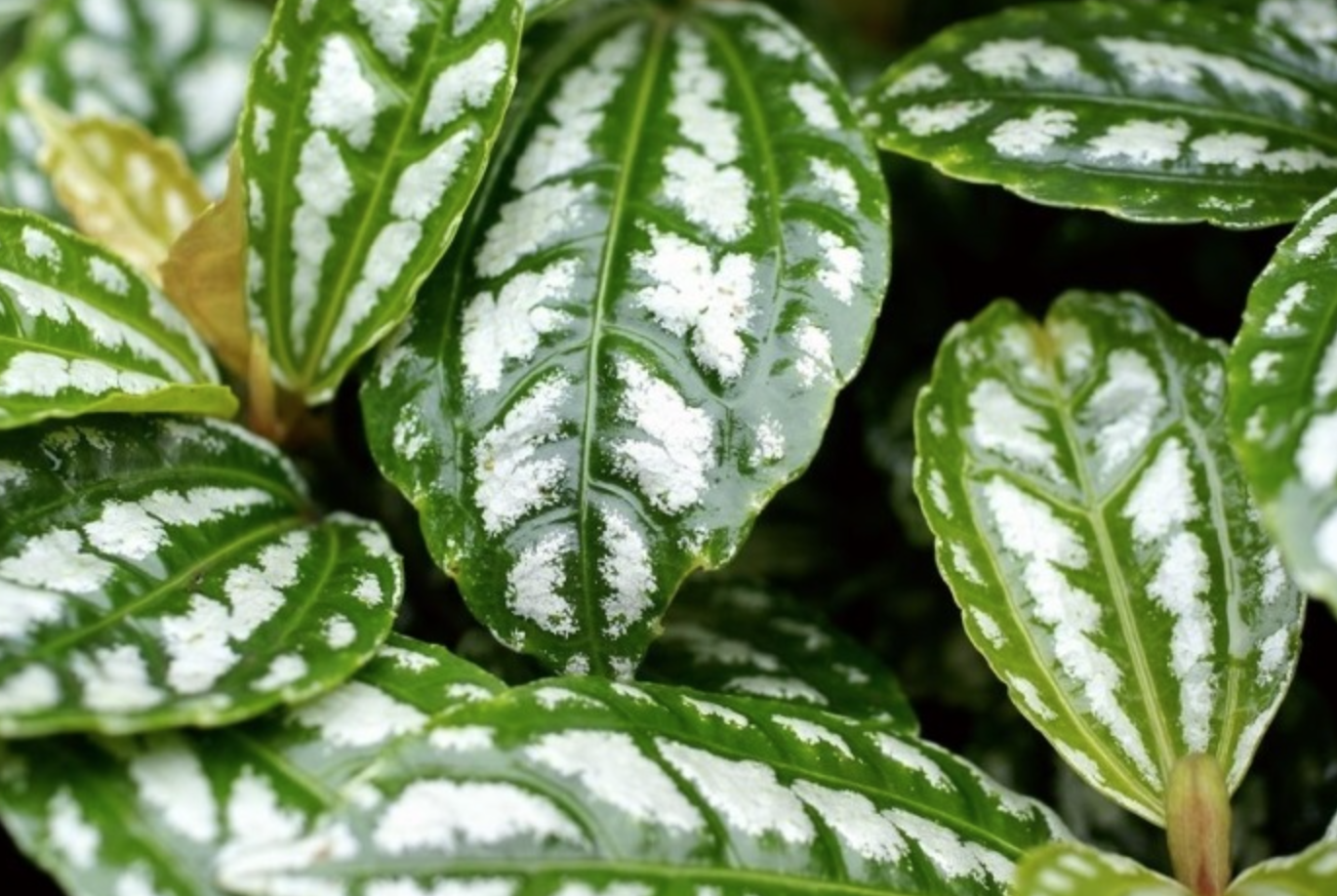 Pilea Aluminum - 8&quot;