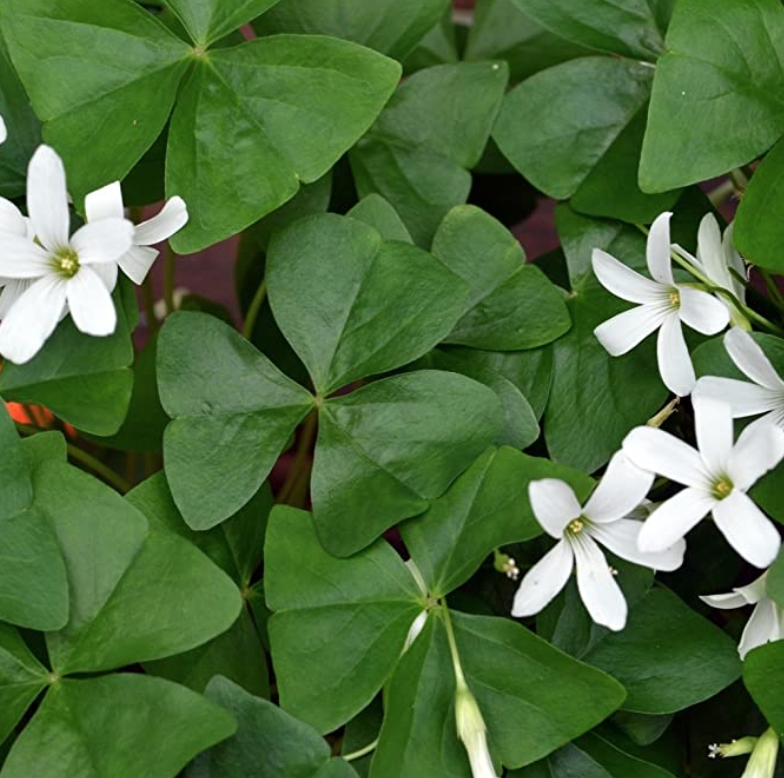 Oxalis Shamrock Green - 6&quot;