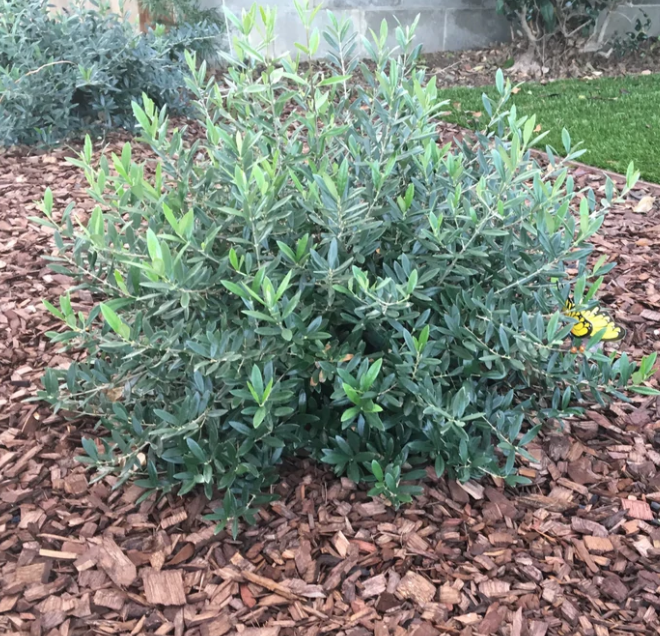 Olive Dwarf Mound (Non-Fruiting)