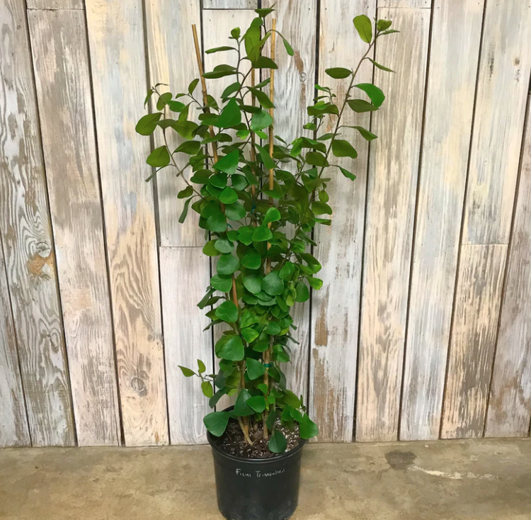 Ficus Triangularis - 10&quot;