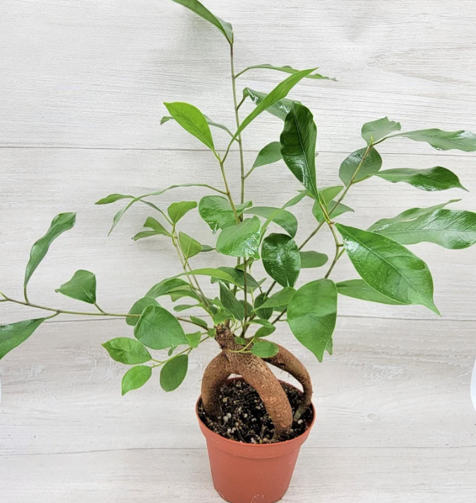 Ficus Ginsing