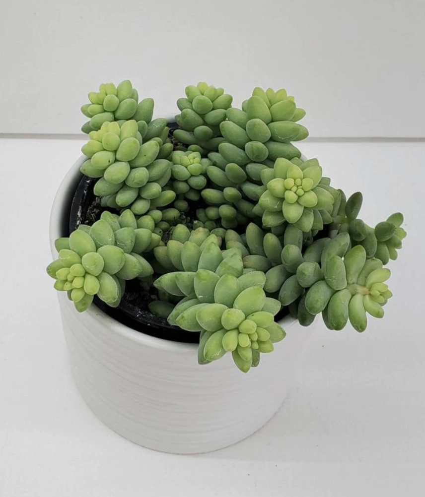 Donkey Tail - 4&quot;