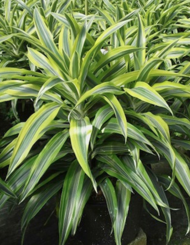 Dracaena Warneckii - 12&quot;