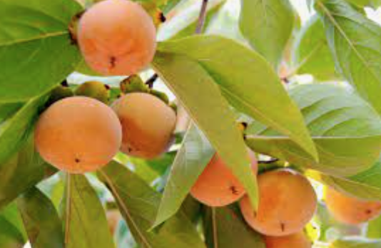 Persimmon - Fuyu (Jiro) - 15g