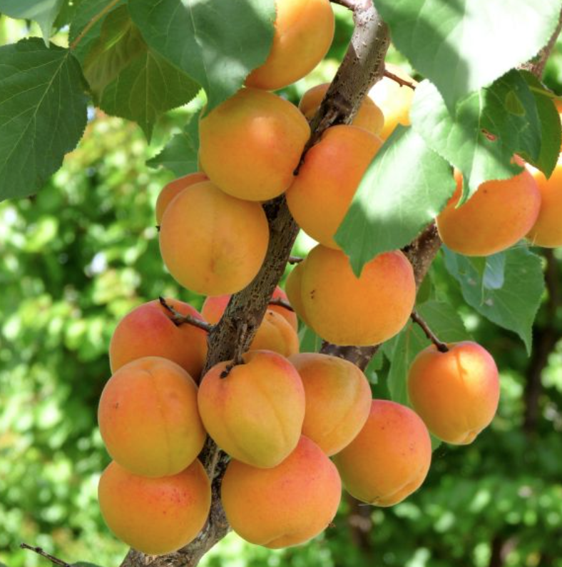 Apricots &#39;Blenheim&#39; - 5 gal