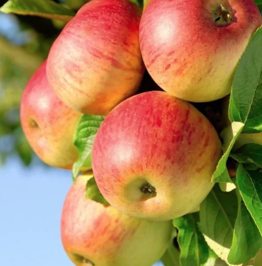 Apple - Honeycrisp - 5g