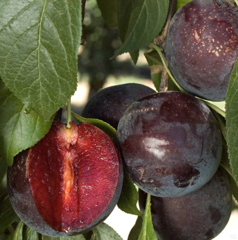 Plum - Burgundy - 15g