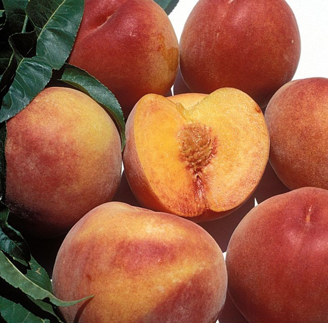 Peach - Evas Pride - 5g