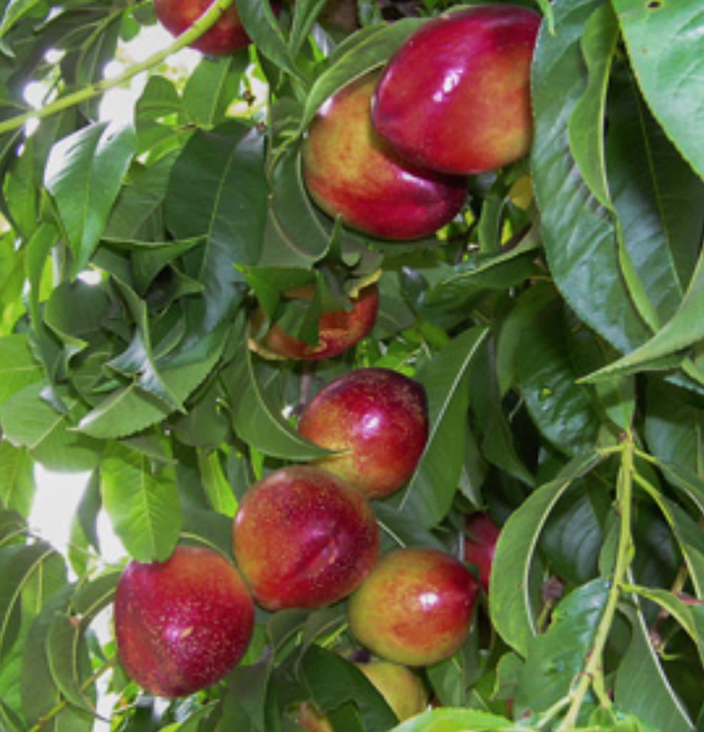 Nectarine - Snow Queen White - 15g