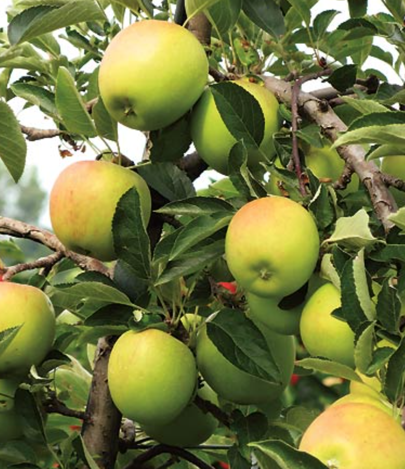Apple - Golden Dorset - 15g