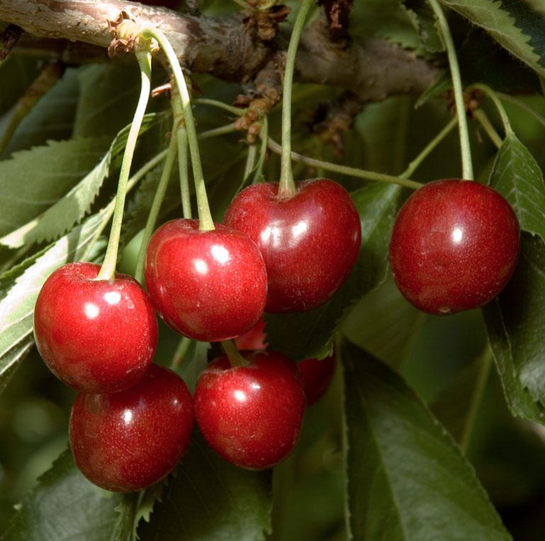 Cherry &#39;Minnie Royal&#39; - 5g