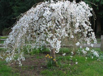 Plum 'Weeping Santa Rosa' - 5 gal