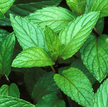 Peppermint OG -4&quot;
