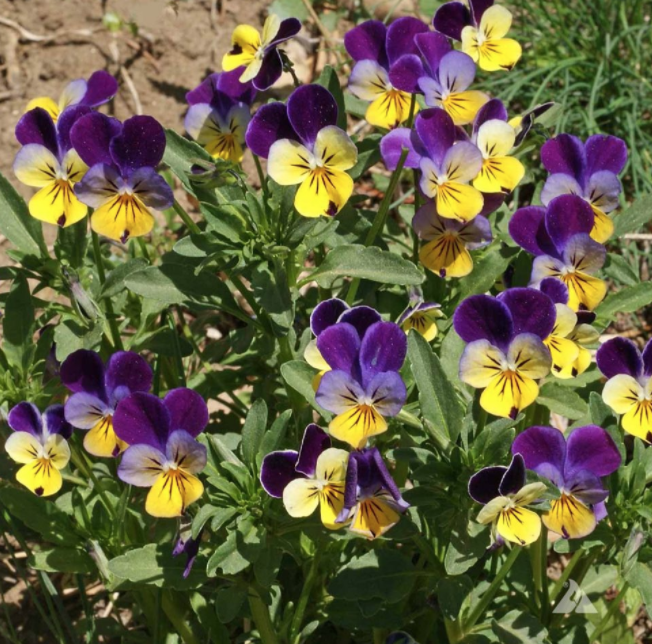 Viola &#39;Helen Mount&#39; - 6pk