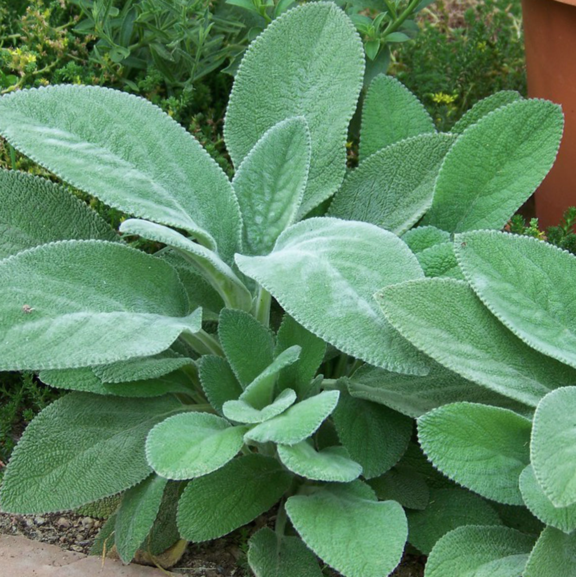 Stachys &#39;Helen von Stein&#39;