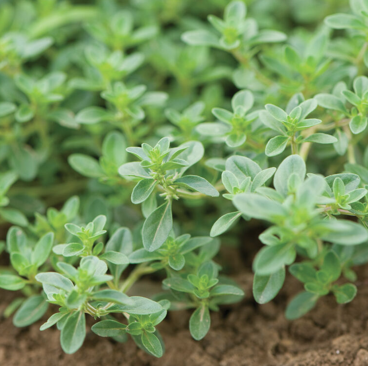 Thyme &#39;Creeping&#39; - 4&quot; 
