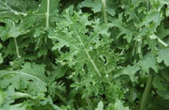 Kale &#39;White Russian&#39; - 6 pack