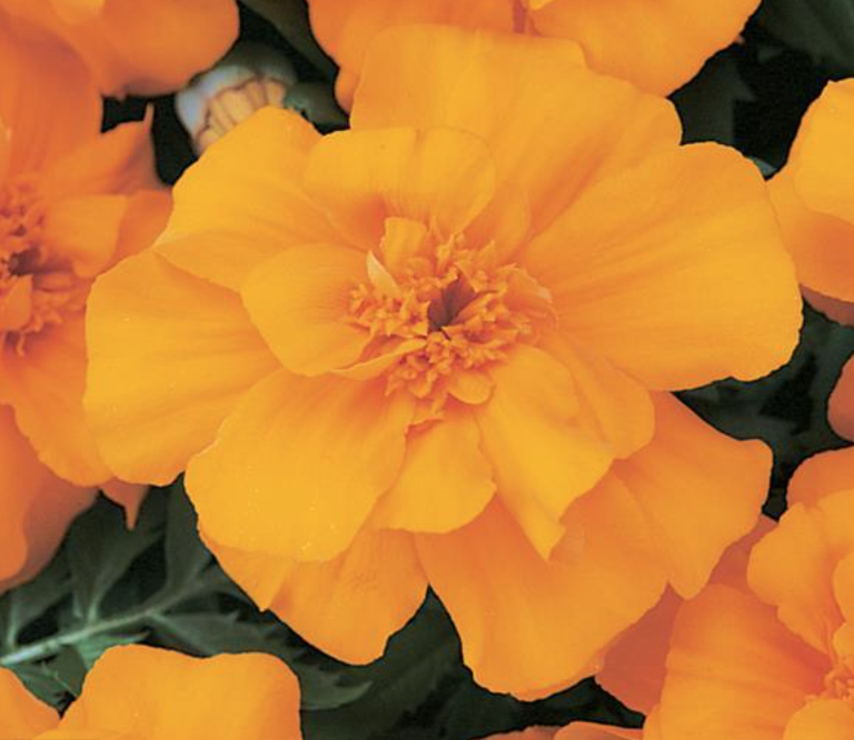Marigold &#39;Durango Orange&#39; - 4&quot;