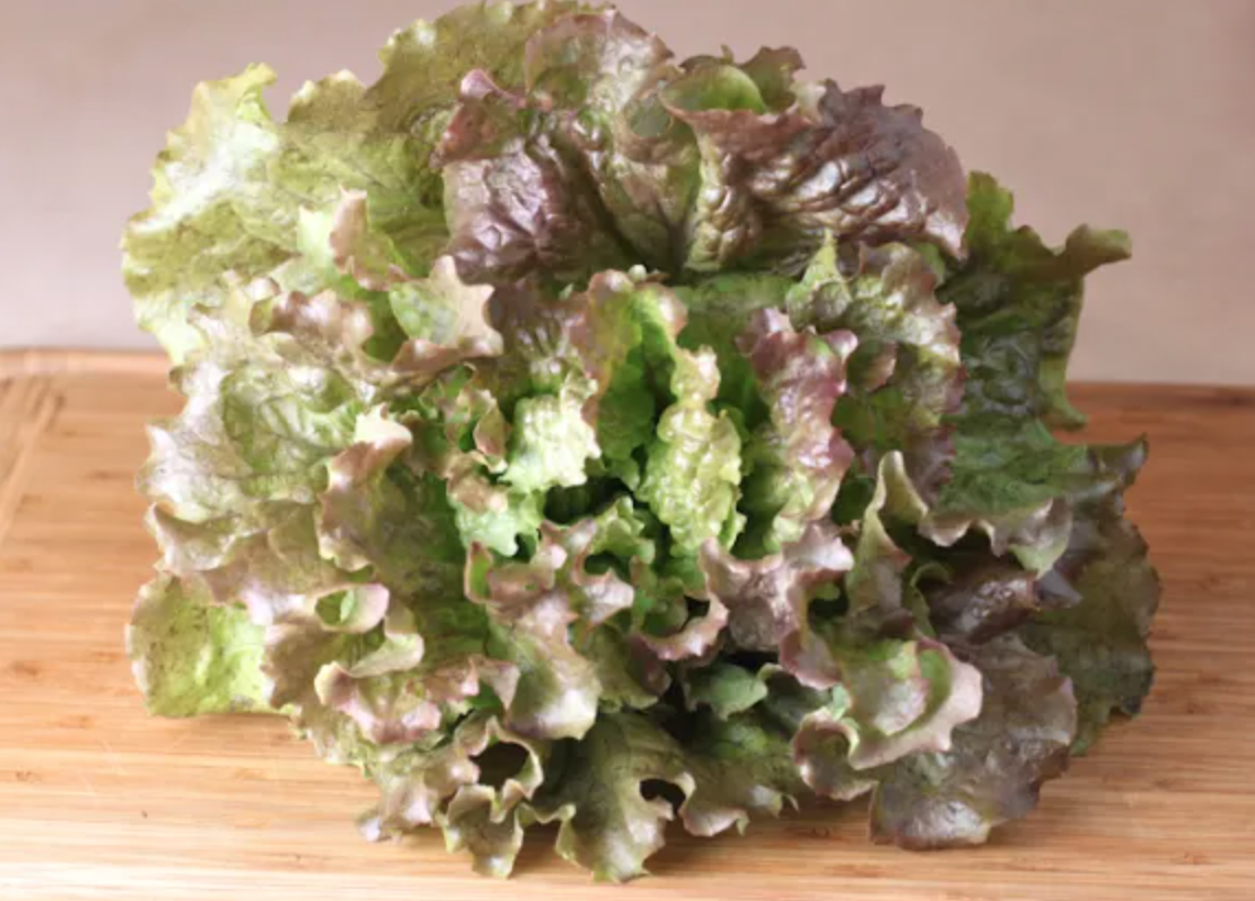 Lettuce &#39;Red Sails&#39; - 6pk