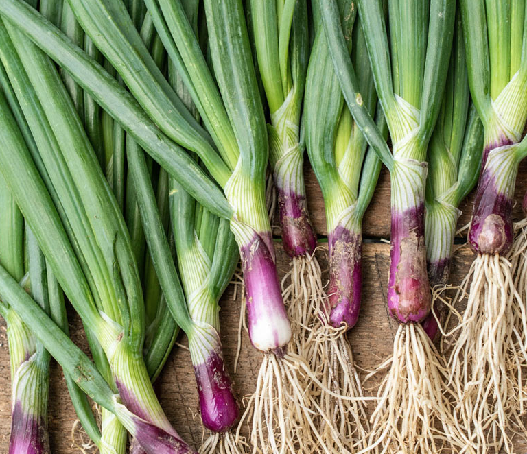 Bunching Onion &#39;Red Rum&#39; - 6 pack