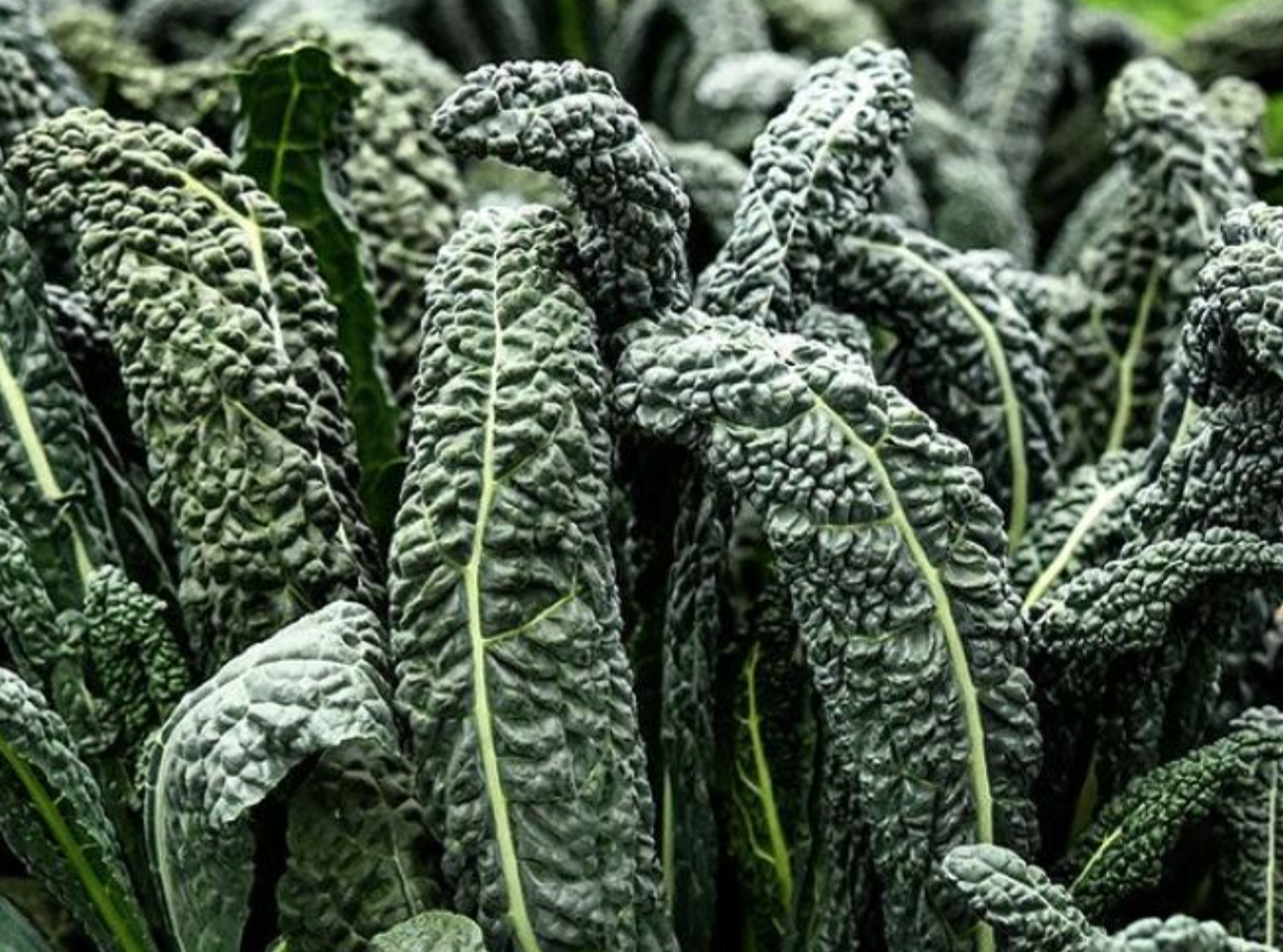 Kale &#39;Toscano&#39; OG - 6pk