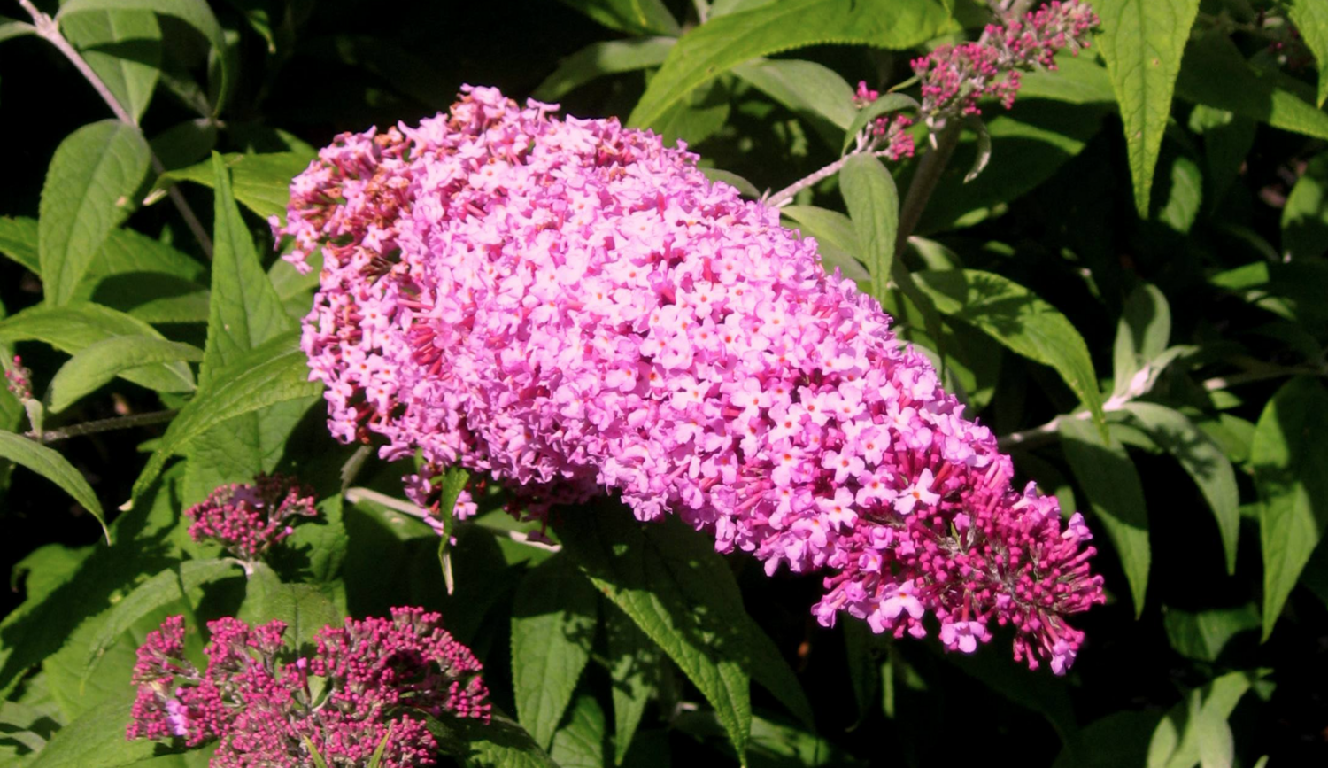 Buddleia Pink Perfection - 5g