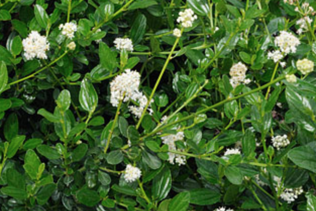 Ceanothus Snow Flurry - 1g