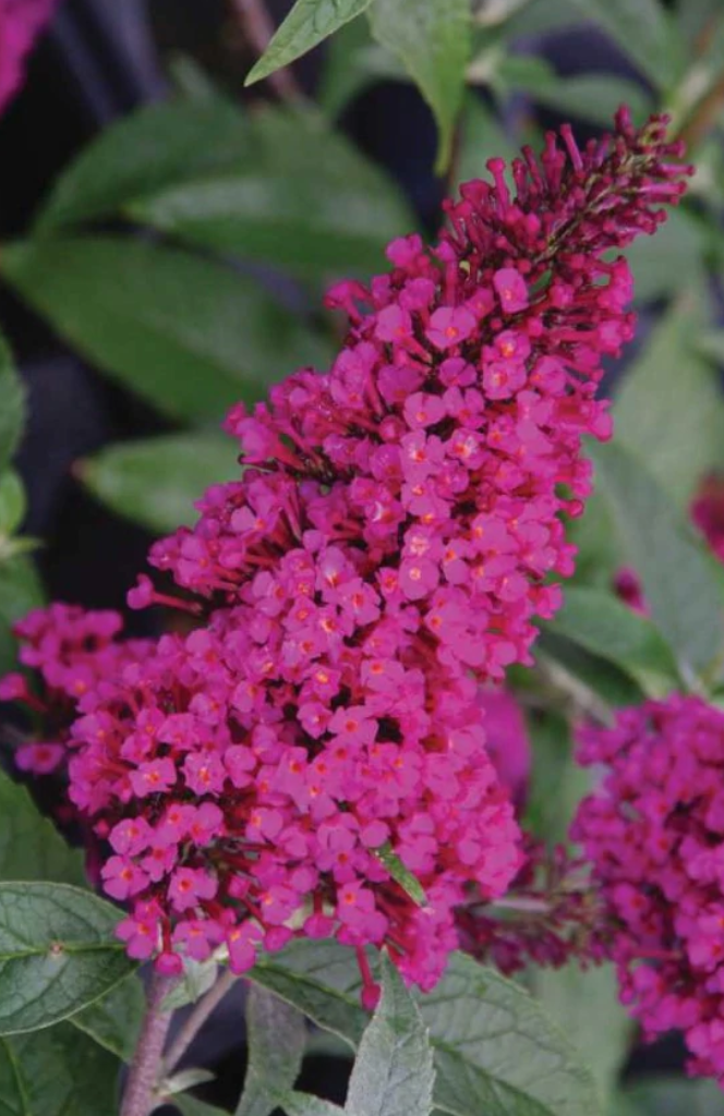 Buddleia Magenta Improved - 1g