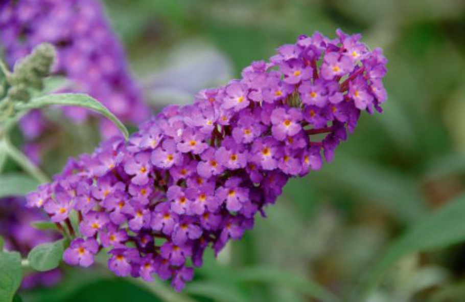 Buddleia Buzz Purple - 1g