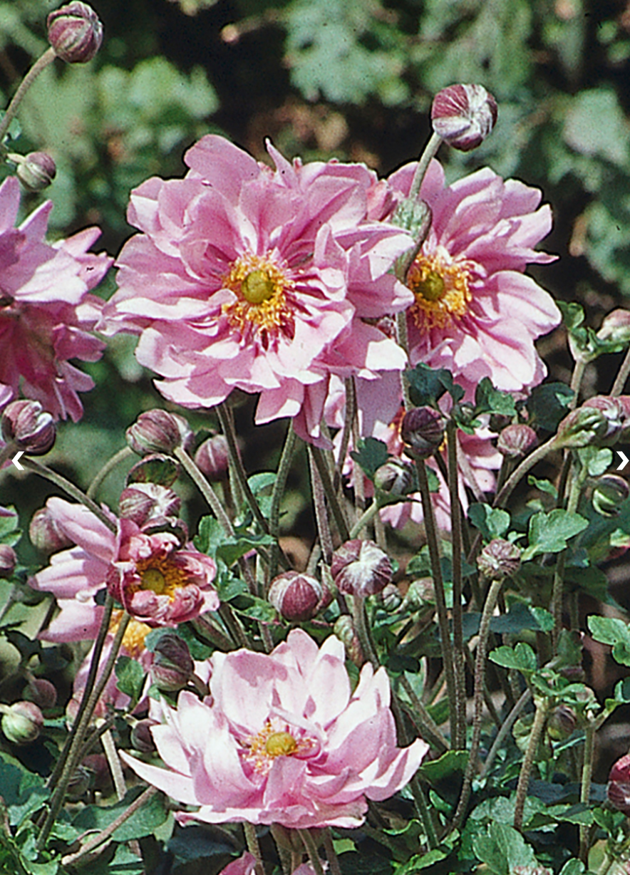 Anemone &#39;Queen Charlotte&#39; - 1g