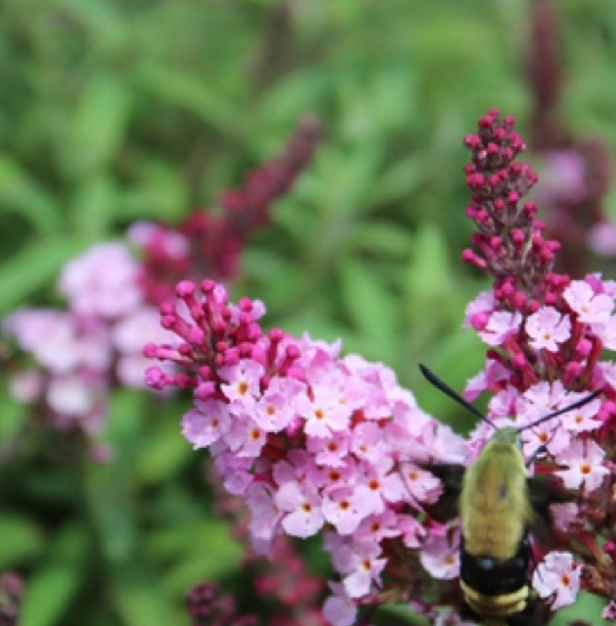 Buddleia Soft Pink - 1g
